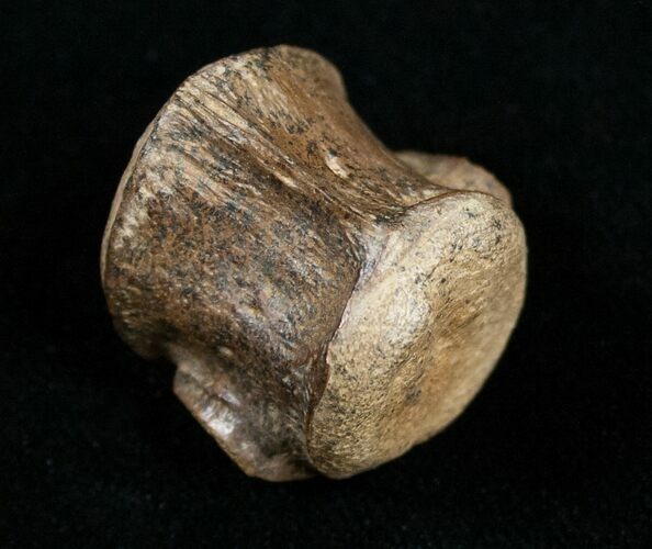 Champsosaurus Vertebrae (Cretaceous Reptile) #10831